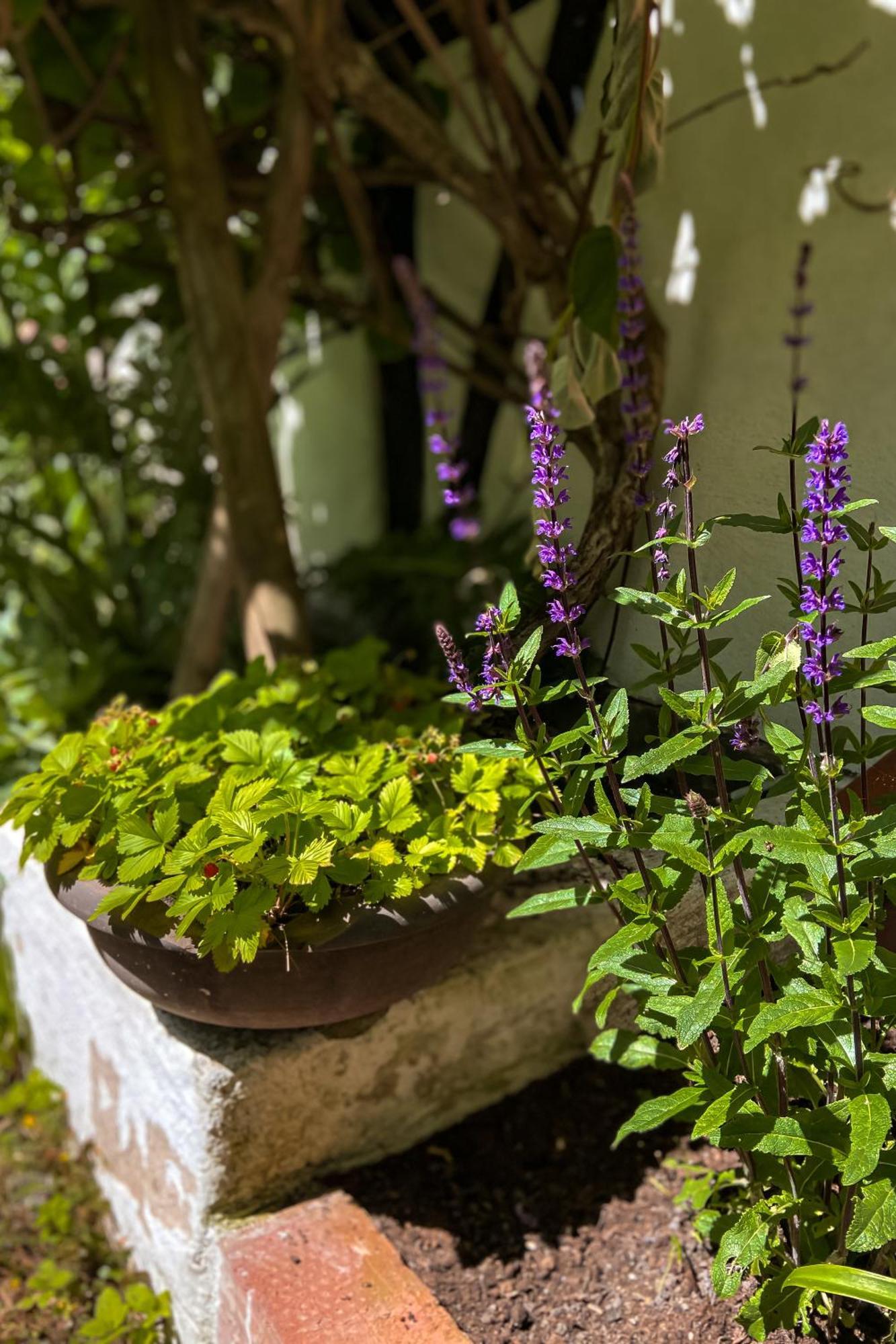 Gardens & Apotekarns B&B Сімрісгамн Екстер'єр фото